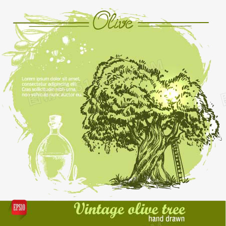 橄榄树和橄榄油海报设计