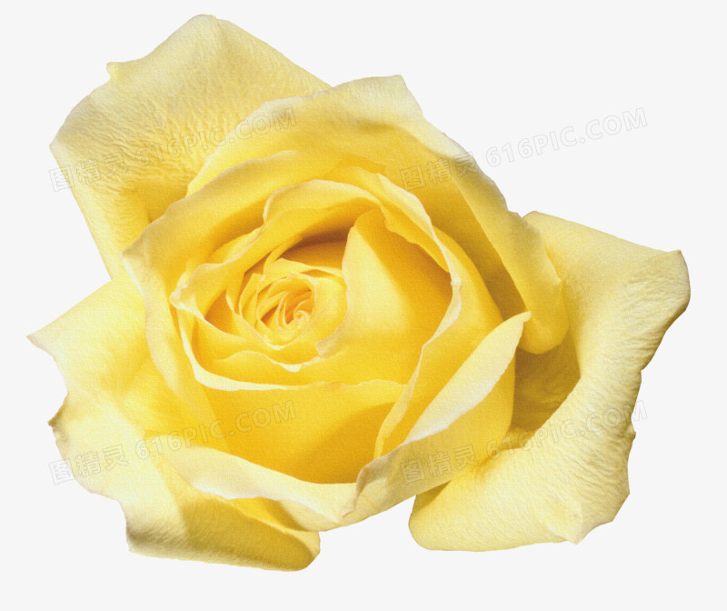鲜花矢量素材花束 黄色玫瑰