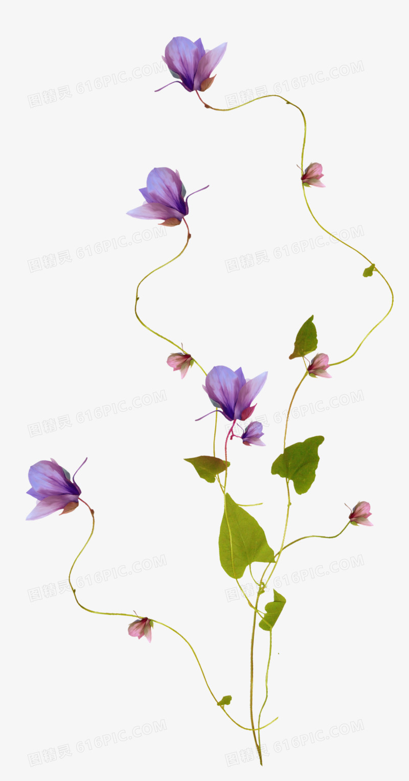 紫花