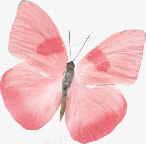 粉色玫瑰花瓣蝴蝶