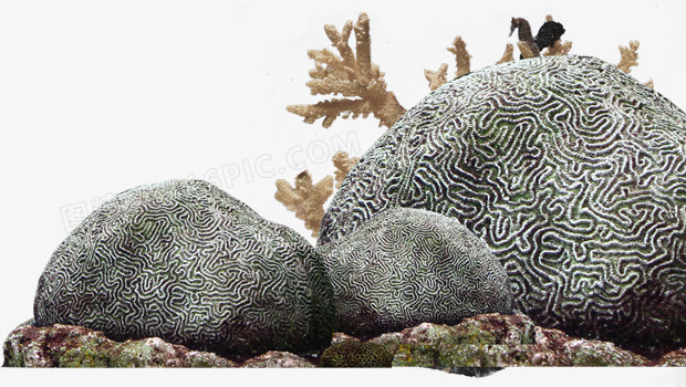 珊瑚
