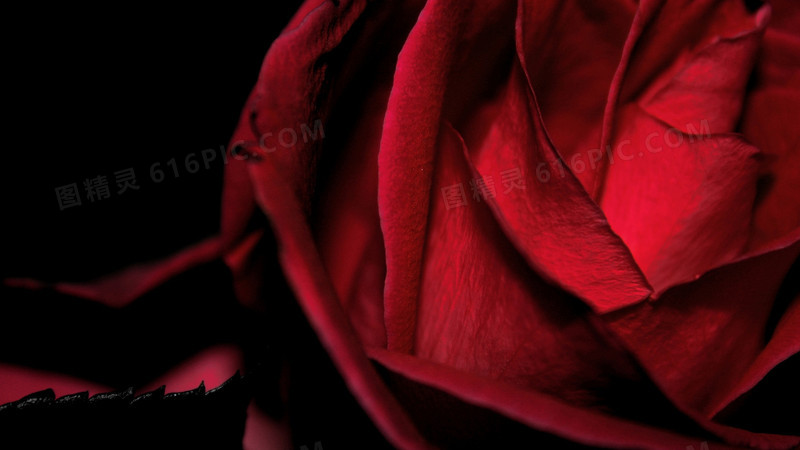 黑底盛开红色玫瑰海报背景