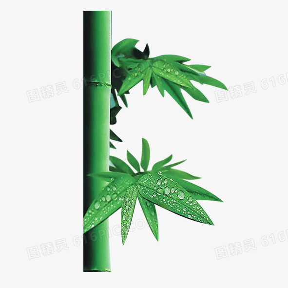 竹子