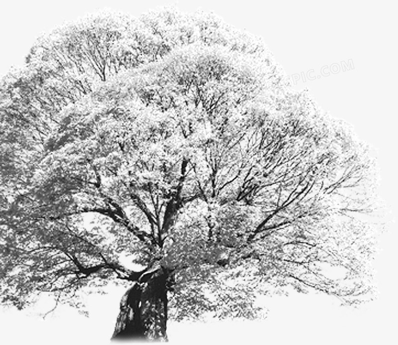 茂密冬日雪景大树