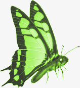 绿色荧光蝴蝶
