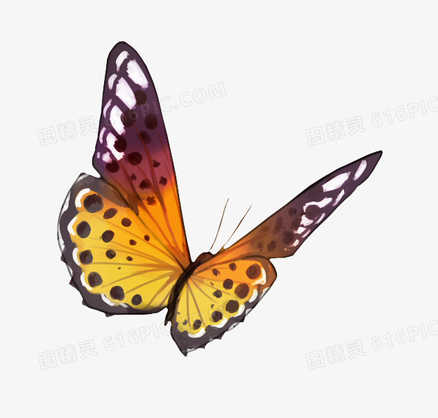 黄色蝴蝶标本