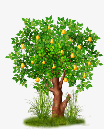 手绘橘子树