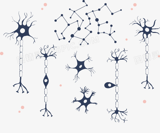 人体神经元