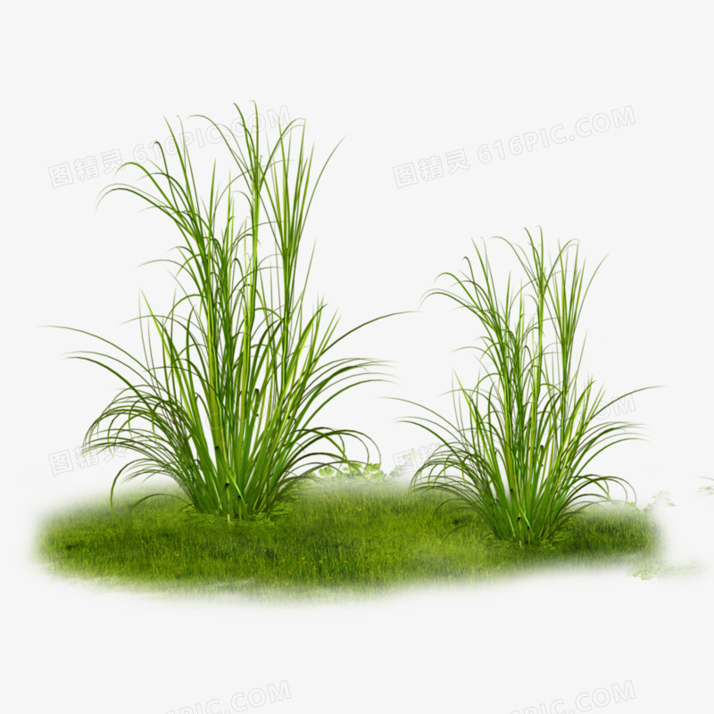 春天绿色草坪草丛