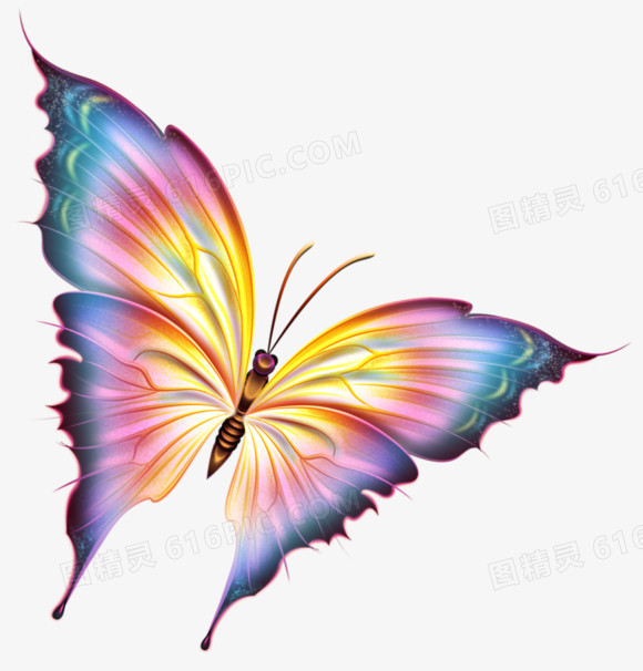 炫彩翅膀蝴蝶