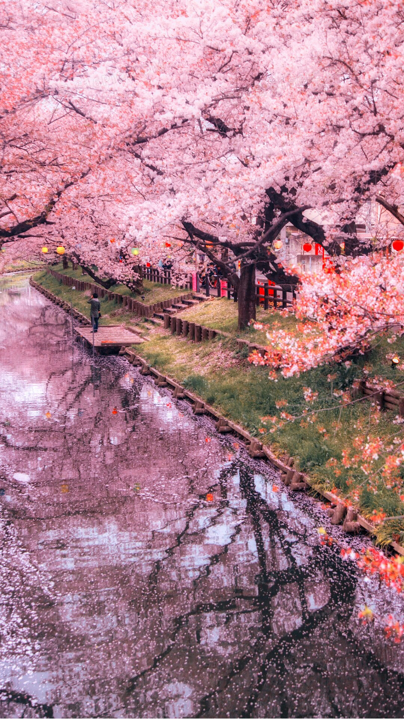 粉色浪漫樱花风景