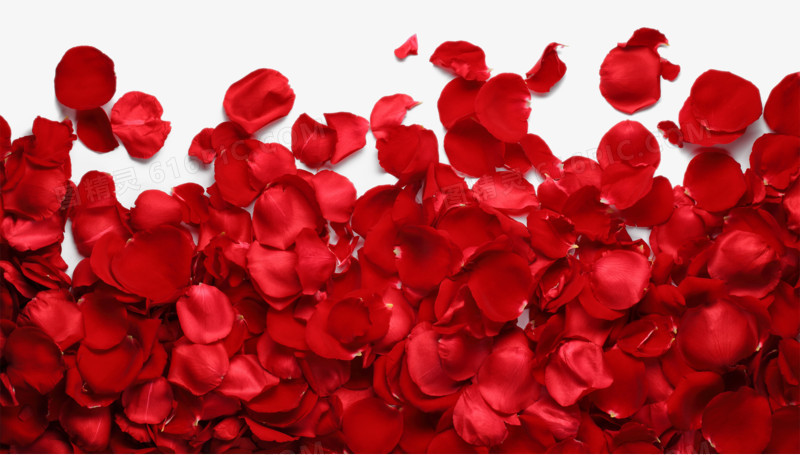 红色浪漫热情玫瑰花瓣