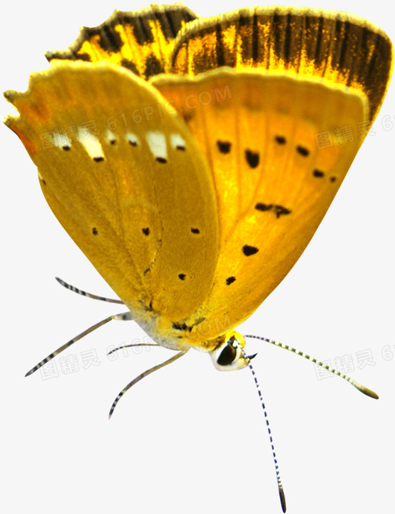黄色蝴蝶装饰图片