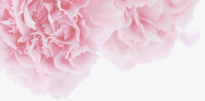 粉色梦幻鲜花康乃馨花朵