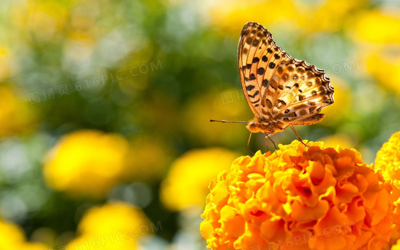 梦幻黄色花朵上的蝴蝶