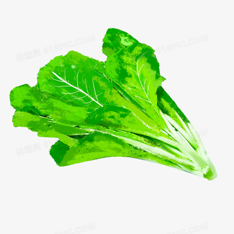 手绘绿色蔬菜芥菜素材
