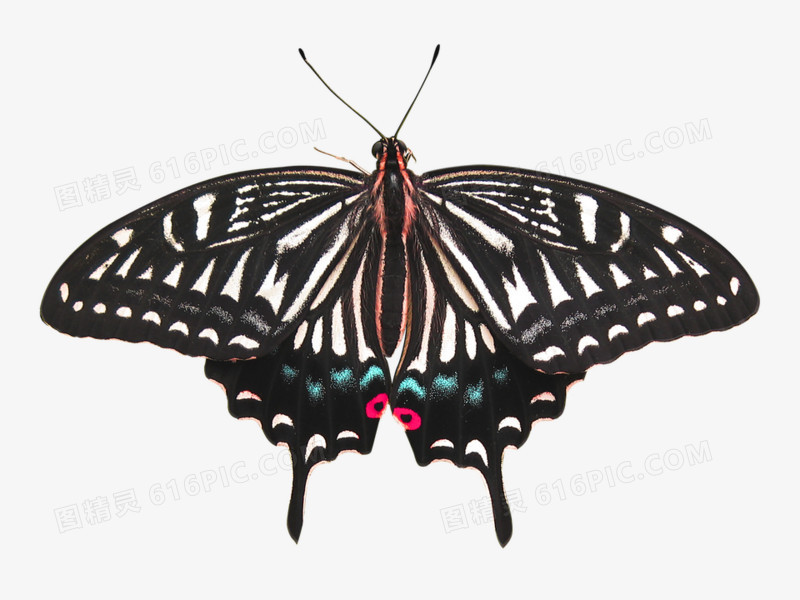 黑色孤立蝴蝶昆虫标本