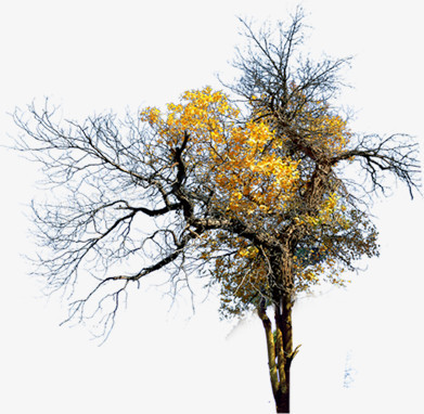 秋季黄色树叶树枝