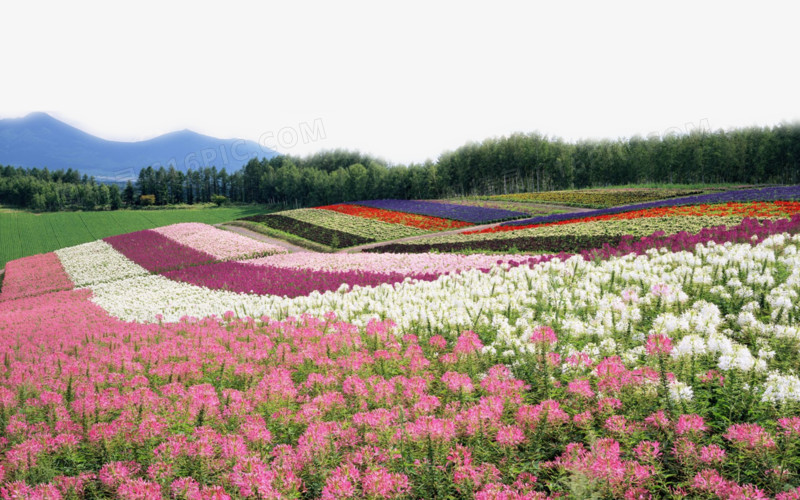 花海各色花