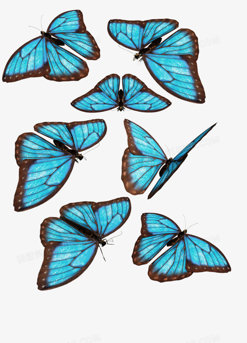 蓝色蝴蝶动态图素材免抠