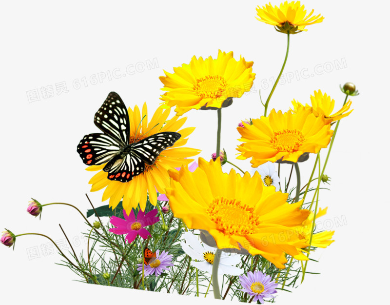 黄色鲜花美景蝴蝶