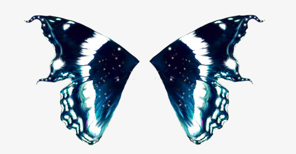 蝴蝶翅膀 精美的翅膀