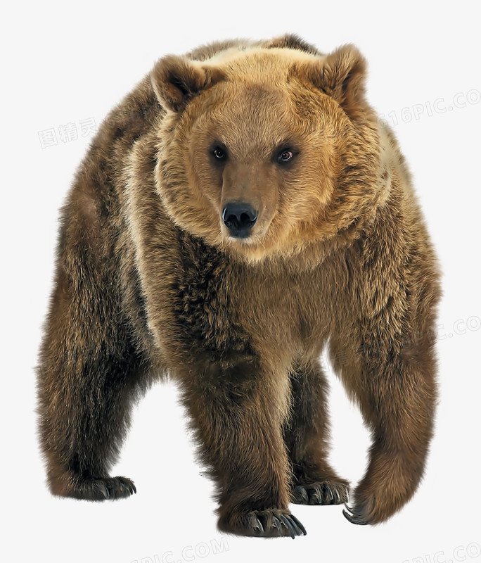 野生棕熊