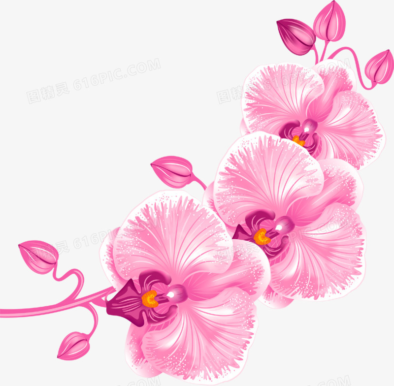 粉红色兰花