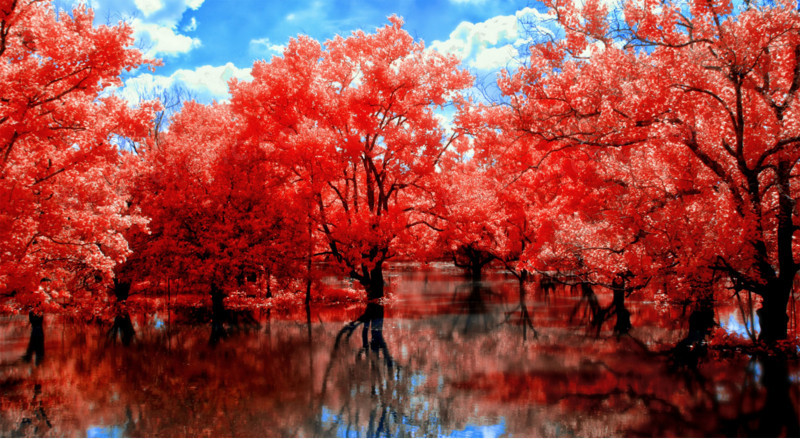 红色梦幻树林风景