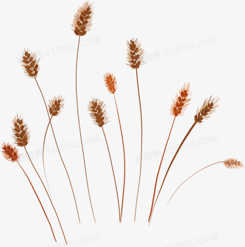 手绘棕色秋季麦穗