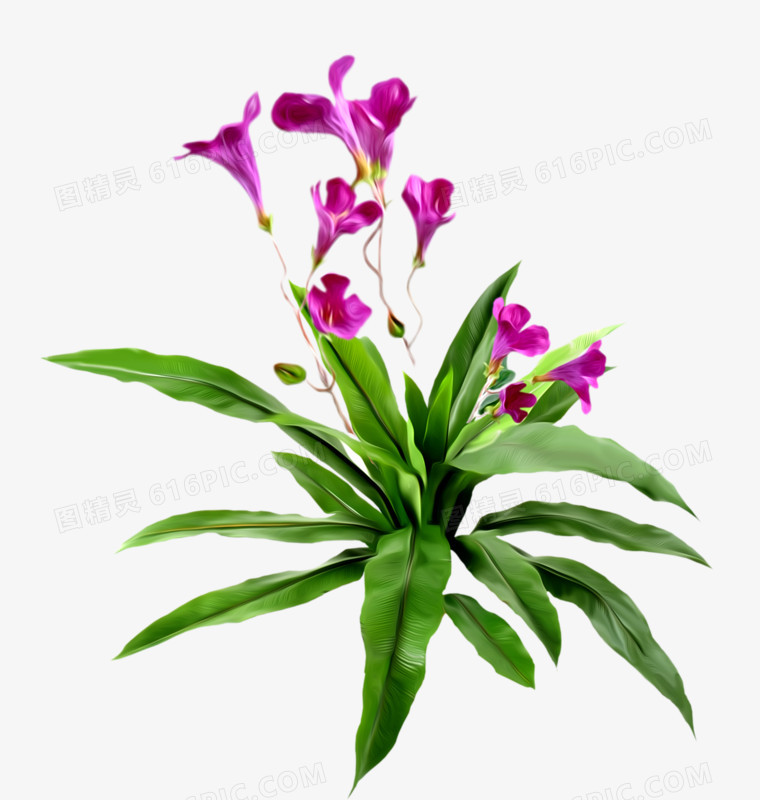 花朵图案