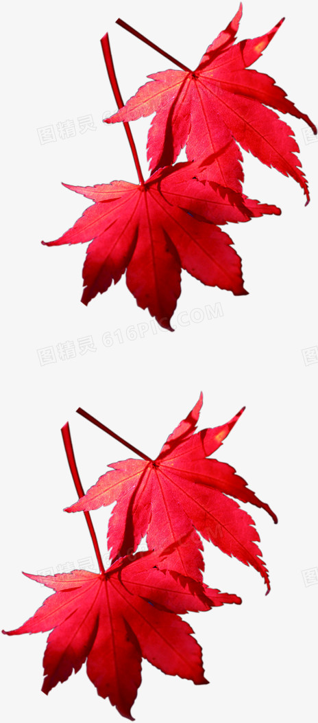手绘红色秋季枫叶装饰