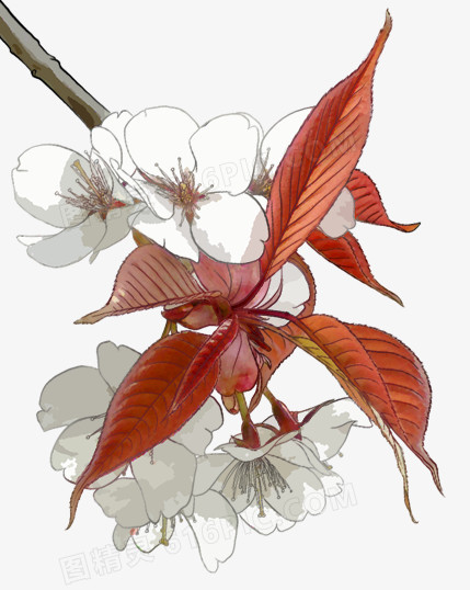 手绘白色花朵红色树叶