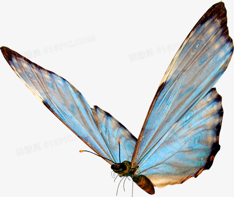 蓝色的大翅膀蝴蝶