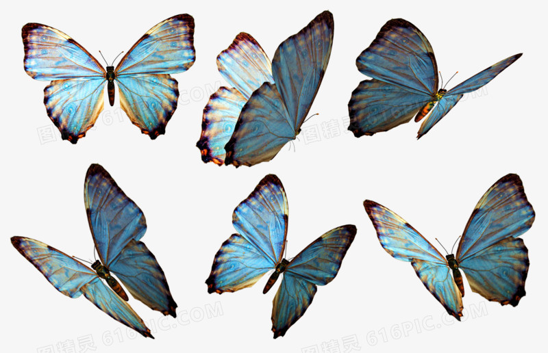 蝴蝶蓝作品顺序图片