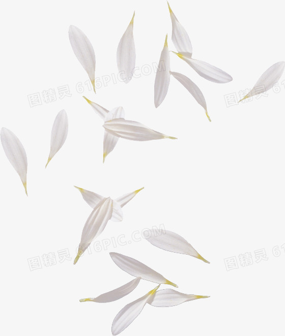 春天白色漂浮花瓣装饰