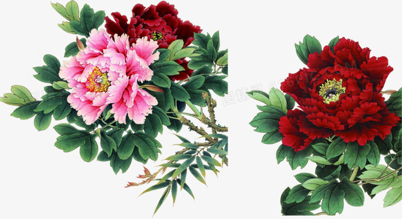 手绘粉红色花朵植物装饰