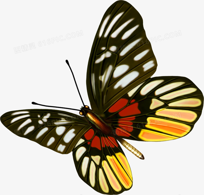 黄色斑点手绘装饰蝴蝶