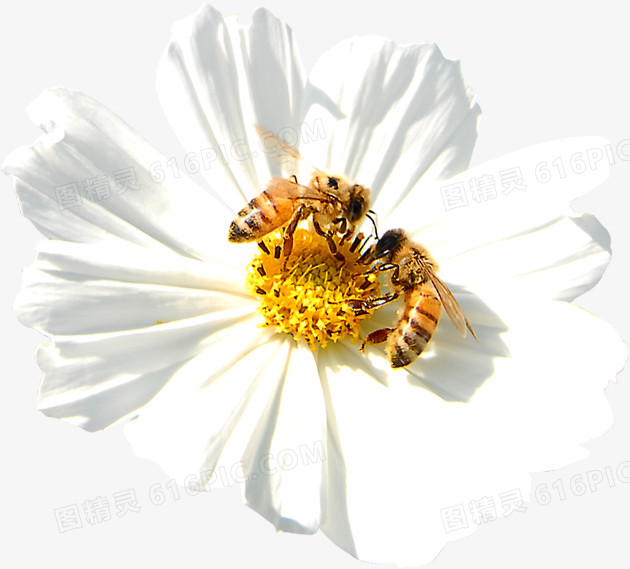白色花朵蜜蜂采蜜春天
