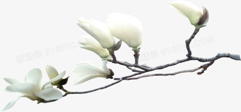 一支白色的花