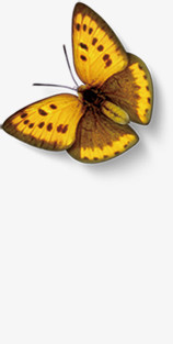 黄色蝴蝶标本淘宝促销