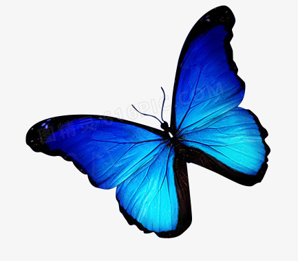 蓝色展开翅膀蝴蝶