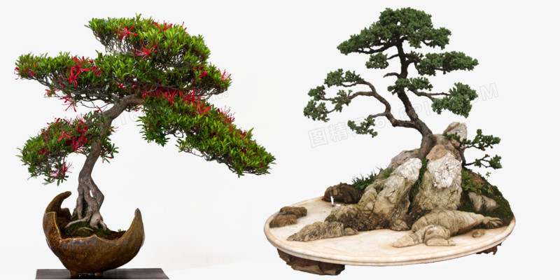 植物盆栽价格