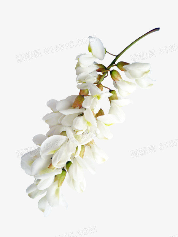 白色槐花