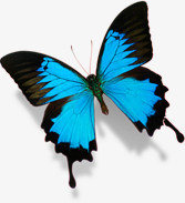 春季蓝色纹理蝴蝶动物