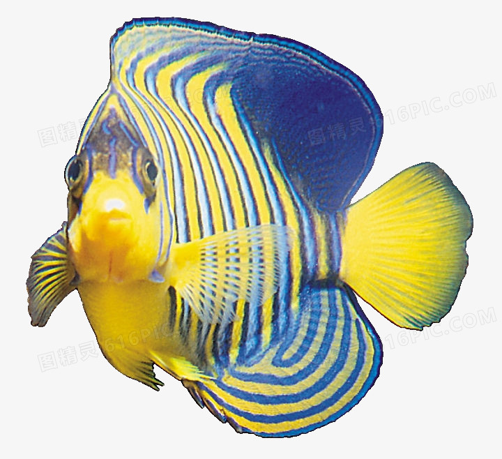 黄蓝纹的鱼