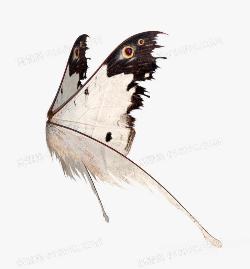 白色蝴蝶翅膀图片