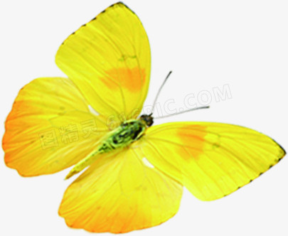 黄色纹理春季蝴蝶