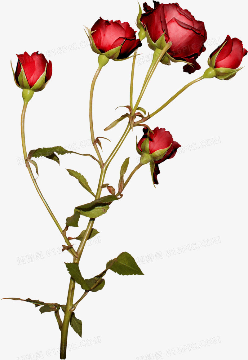 玫瑰花束