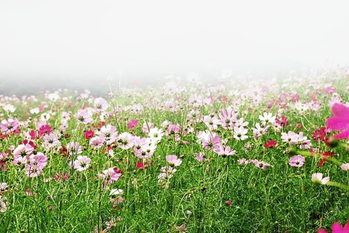 朦胧花海